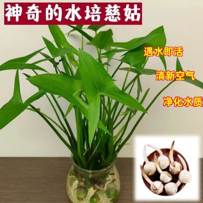 水生植物慈姑茨菇苗燕尾草挺水水草湿地鱼缸池塘净化花卉种球真草