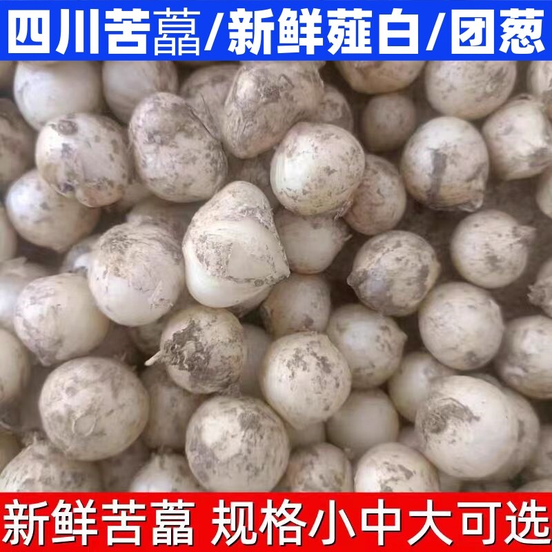 四川特产新鲜苦藠团葱苦藠种野葱头小蒜头野外生长原生态薤白