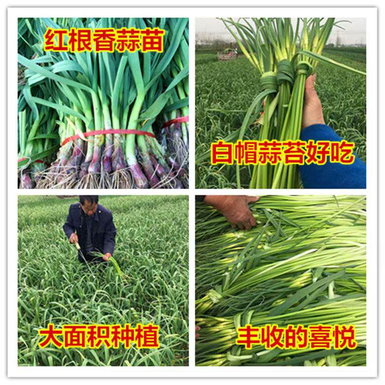 红皮蒜瓣正月种红根蒜苗大蒜子新鲜香蒜蒜种子正宗紫皮大蒜