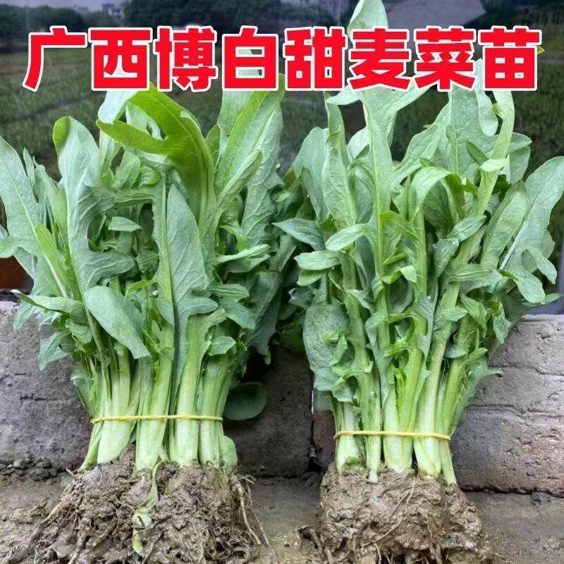 正宗广西博白甜脆麦菜秧苗苦麦蔬菜高州大圆叶阳台盆栽四季种子籽