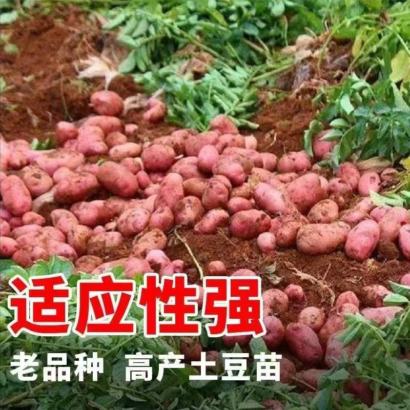红皮黄心土豆种发芽早熟高产云南秋冬季老品种洋芋马铃薯土豆种子