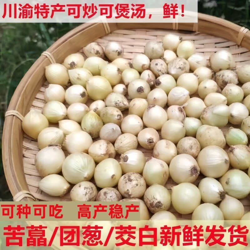 新鲜苦藠种子小根蒜团葱苦芥小蒜头茭野葱薤白四川直发包邮