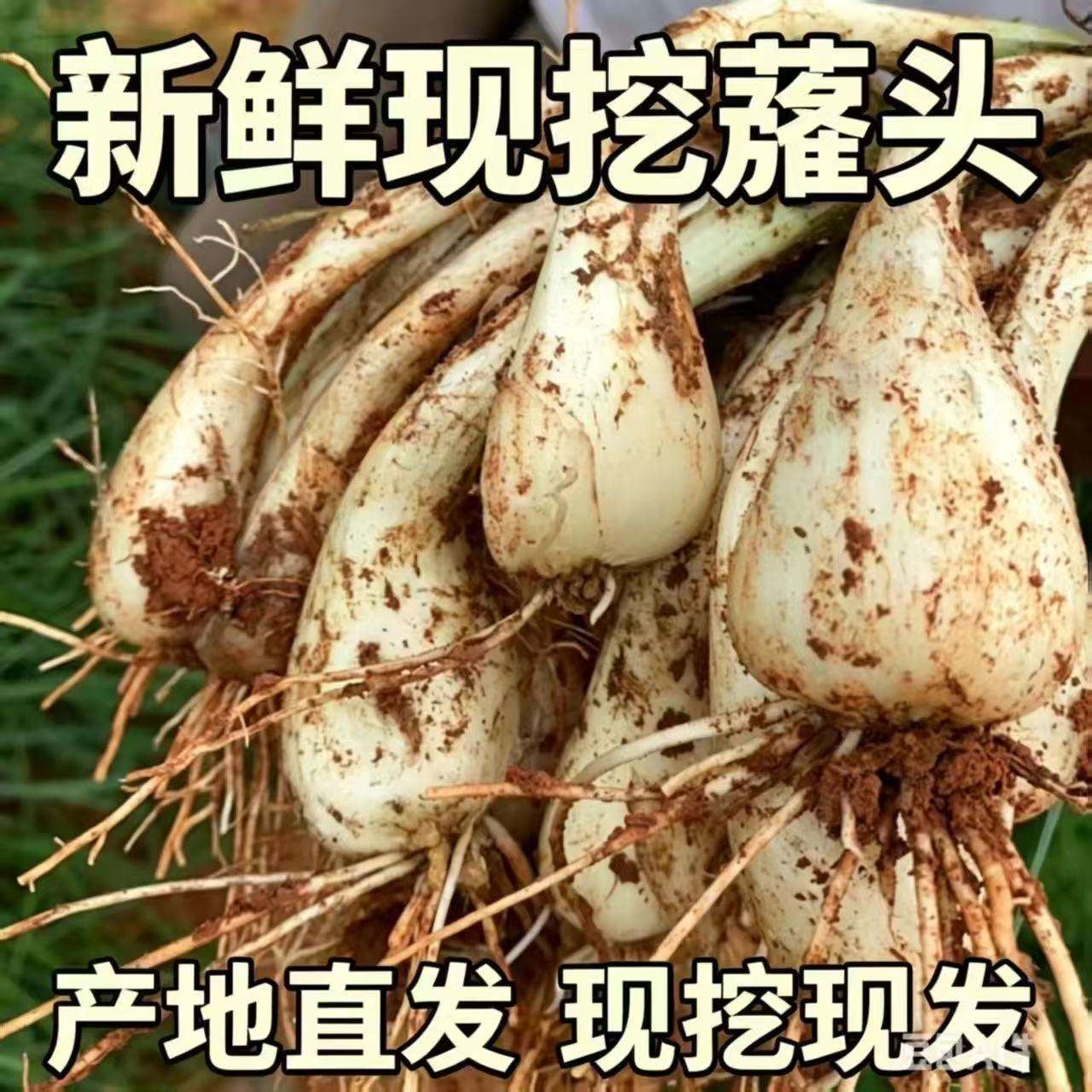 正宗江西荞头叫头种子