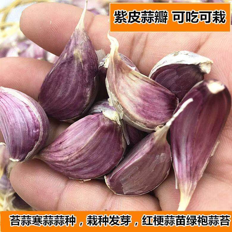 长蒜苔头蒜种蒜苗红皮紫皮干蒜四季蒜头苗种农家种籽大蒜种子