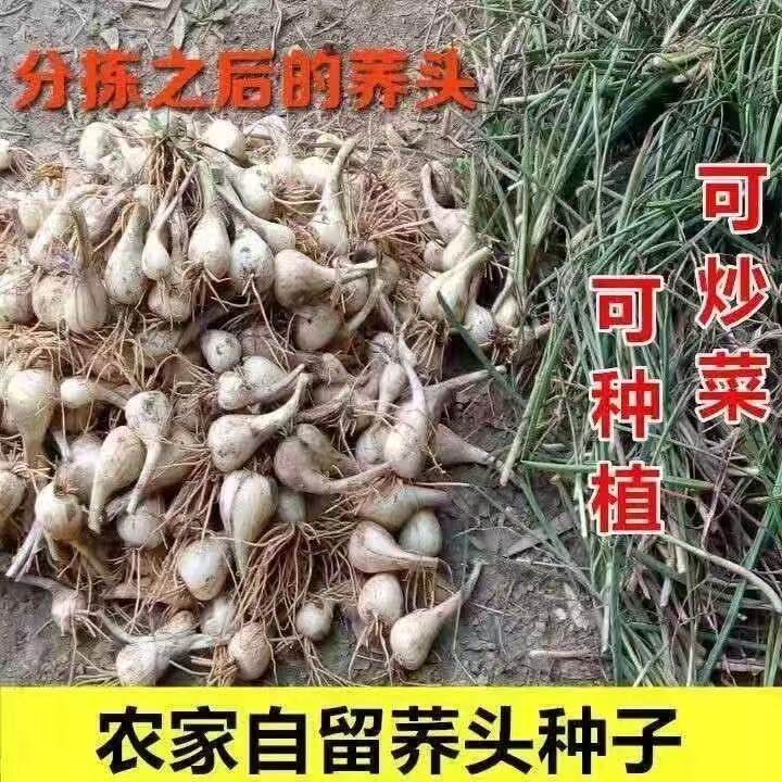 藠头新鲜荞头带须现挖茭