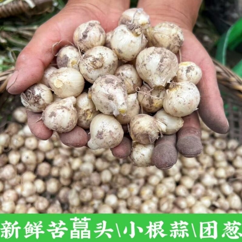天然野生苦藠头川产小蒜薤白苦蒜团葱新鲜小蒜头深山实地挖掘