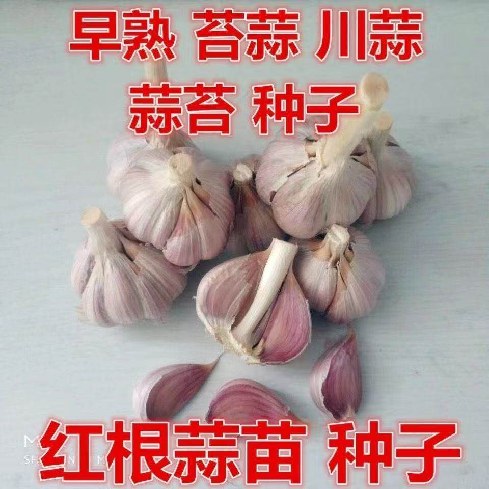 彭州农家干大蒜5斤紫白皮新鲜蒜头新干蒜种子蔬菜9斤1斤