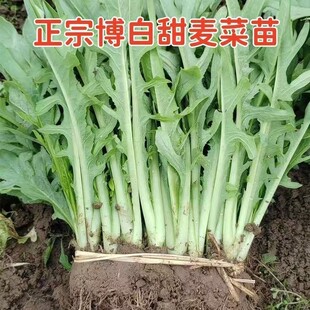 秋冬适用广东高州甜麦菜苗 阳台盘栽油麦八甲苦唛 四季蔬菜种子秧