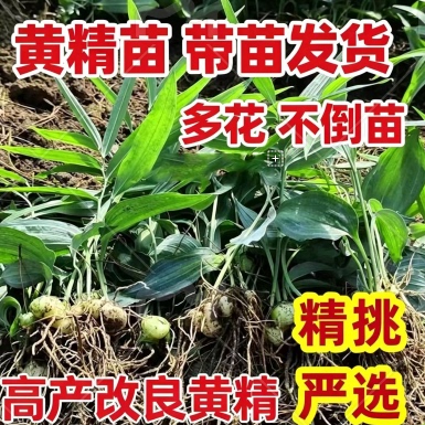 四川正宗高产滇黄精多花不倒苗老虎姜鸡头黄精中药材地栽盆栽种苗