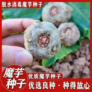 花魔芋种子一代二代高产抗病脱水消毒云贵川渝湘陕均可种植