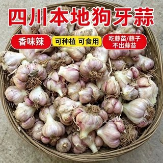 四川软叶狗牙小香蒜类型不出台出蒜苗今年新种1代原种优质蒜苗