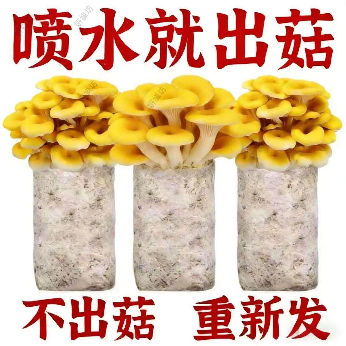 新鲜蘑菇菌包家庭种植菌种家种菌包懒人种植红平菇灰平菇榆黄菇