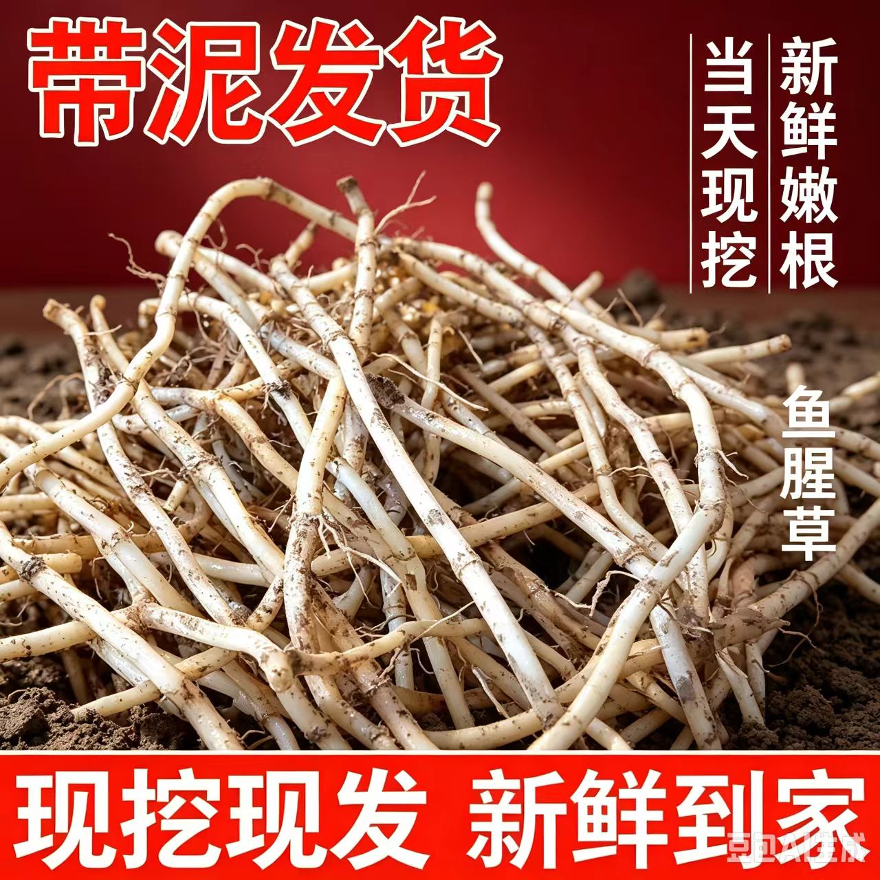 湖北现挖折耳根鱼腥草带泥嫩根