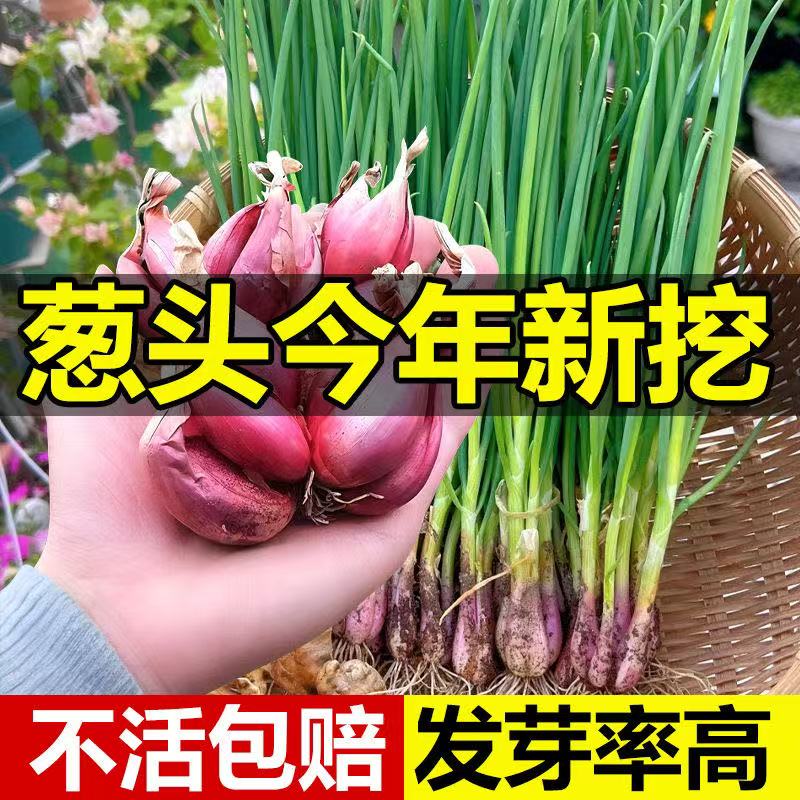 四川紫皮小香葱种 四季葱种阳台盆栽 红葱干火葱头种小葱