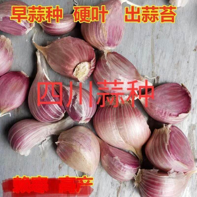 彭州农家干大蒜头5斤新鲜紫白皮新干蒜种子蔬菜1斤9斤大蒜