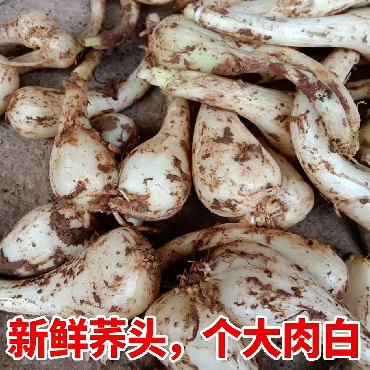 四川当季藠头教头新鲜现挖藠头农家自种茭头叫头荞头新鲜蔬菜包邮