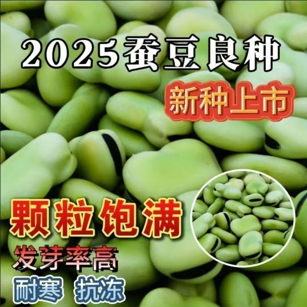 新货甘肃干蚕豆农家新鲜干胡豆五谷杂粮生蚕豆罗汉豆绿皮批发