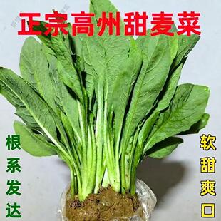 广东高州甜麦菜苗大叶长叶高产甜软口感四季种植阳台蔬菜苗包邮