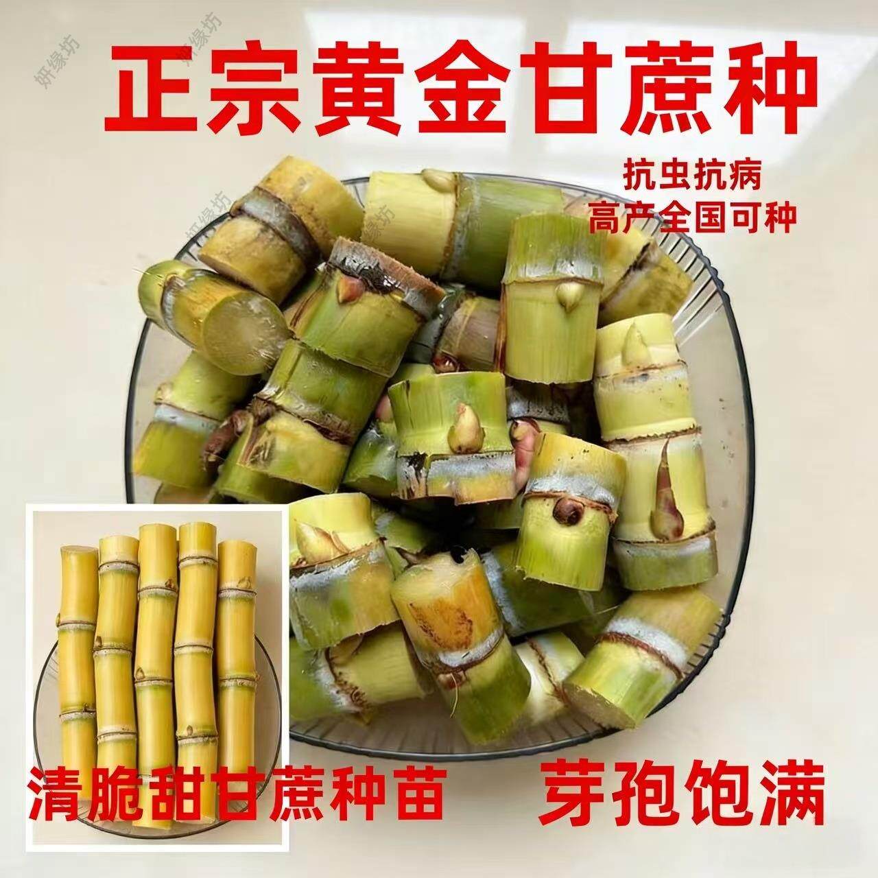 广西黄皮甘蔗苗种黄皮白玉特甜甘蔗种苗带芽孢种植桂二甘蔗苗种子