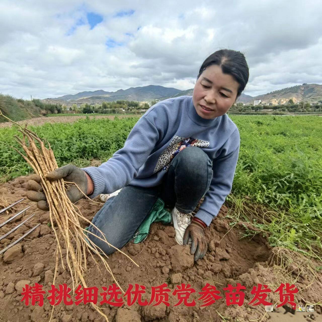 党参苗小苗正品岷县当归苗黄芪苗黄芩苗可盆栽地栽带土植株现挖苗
