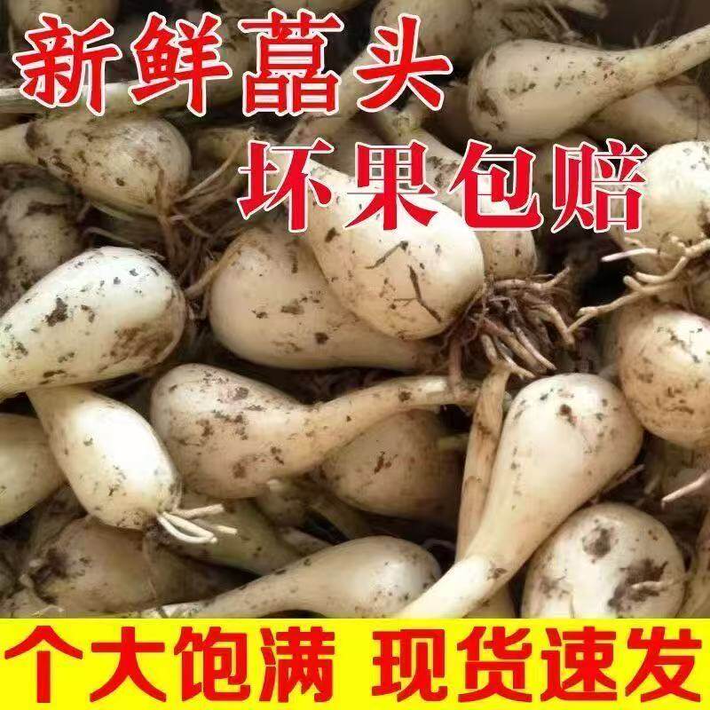 农家自种荞头现挖新鲜藠头四川泡菜脆嫩茭头教头叫头薤头葱头包邮