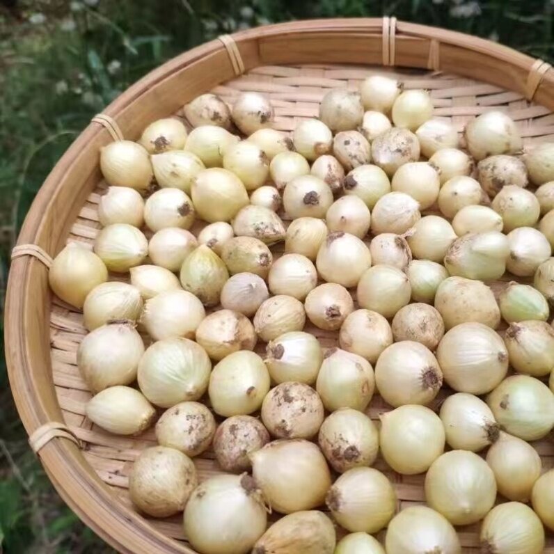 精选品质苦藠头团葱蔬菜野生苦叫小蒜头野葱头传统食材薤白