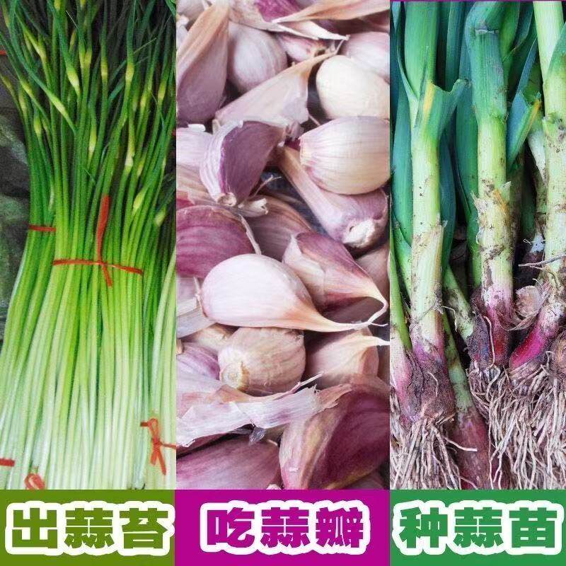 四川紫皮黄皮大蒜种子优质干蒜瓣可吃可种植农家大蒜种籽