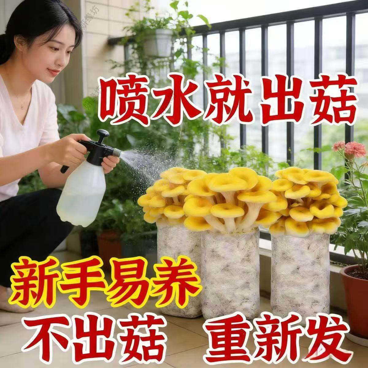 新鲜蘑菇种植包家庭菌种家种菌包懒人种植食用红平菇灰平菇榆黄菇