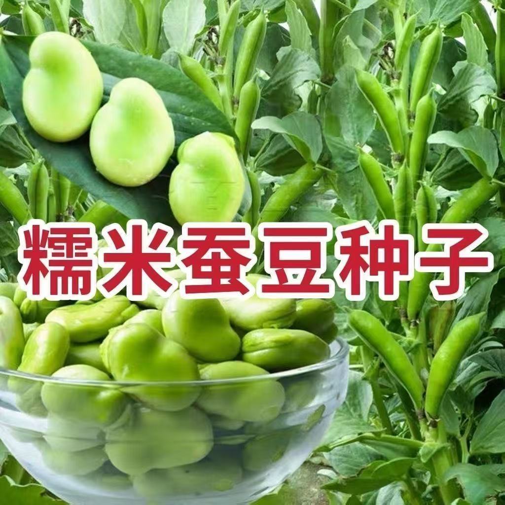 新货保山干蚕豆云南特产农家干胡豆新鲜生蚕豆罗汉豆精选干货