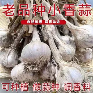 连州早蒜农家小香蒜正宗广东紫皮大蒜白衣盆栽种植2斤新货