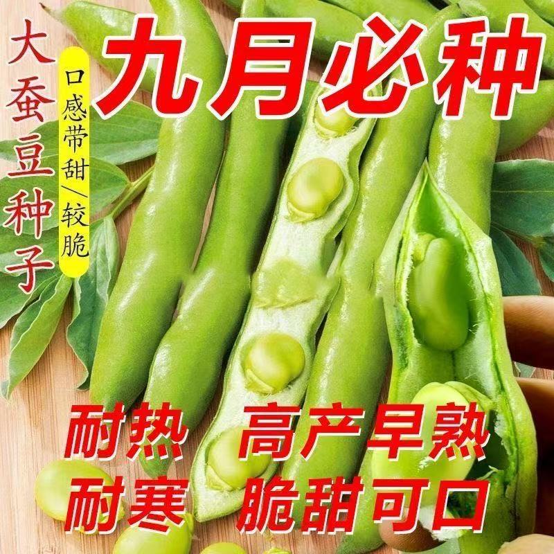 特大耐寒早熟糯米蚕豆种子高产七星罗汉豆春秋冬季播种蔬菜种子