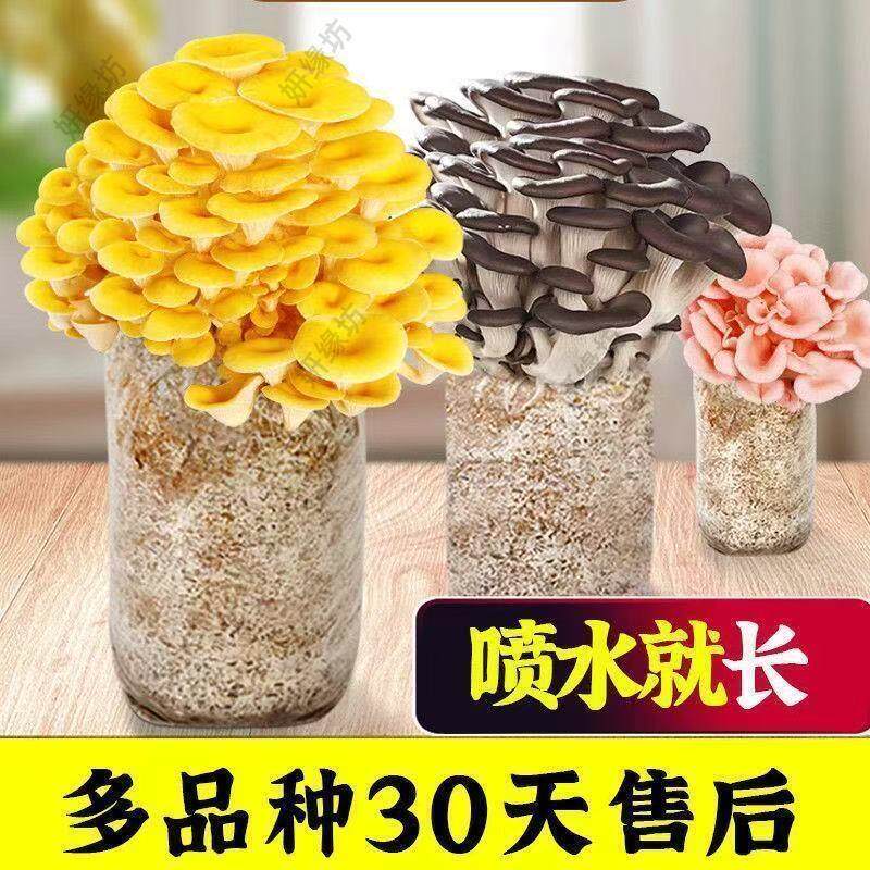 榆黄菇菌包蘑菇种植包家庭种植菌种可食用室内阳台懒人盆栽蘑菇