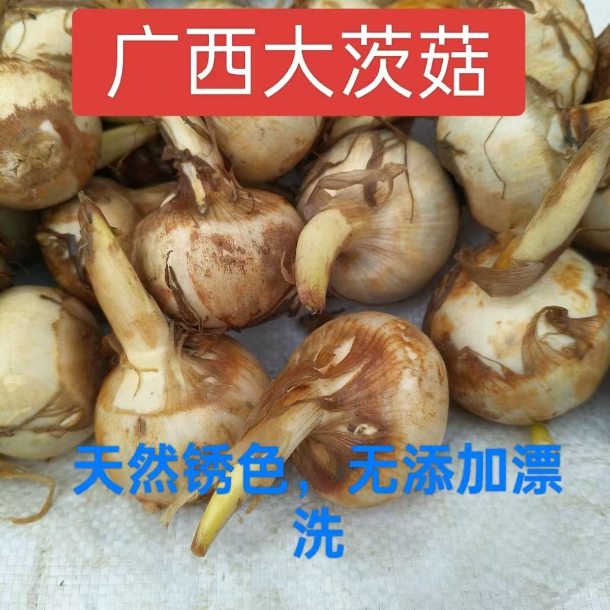 桂林荔浦鲜茨菇粉糯香甜