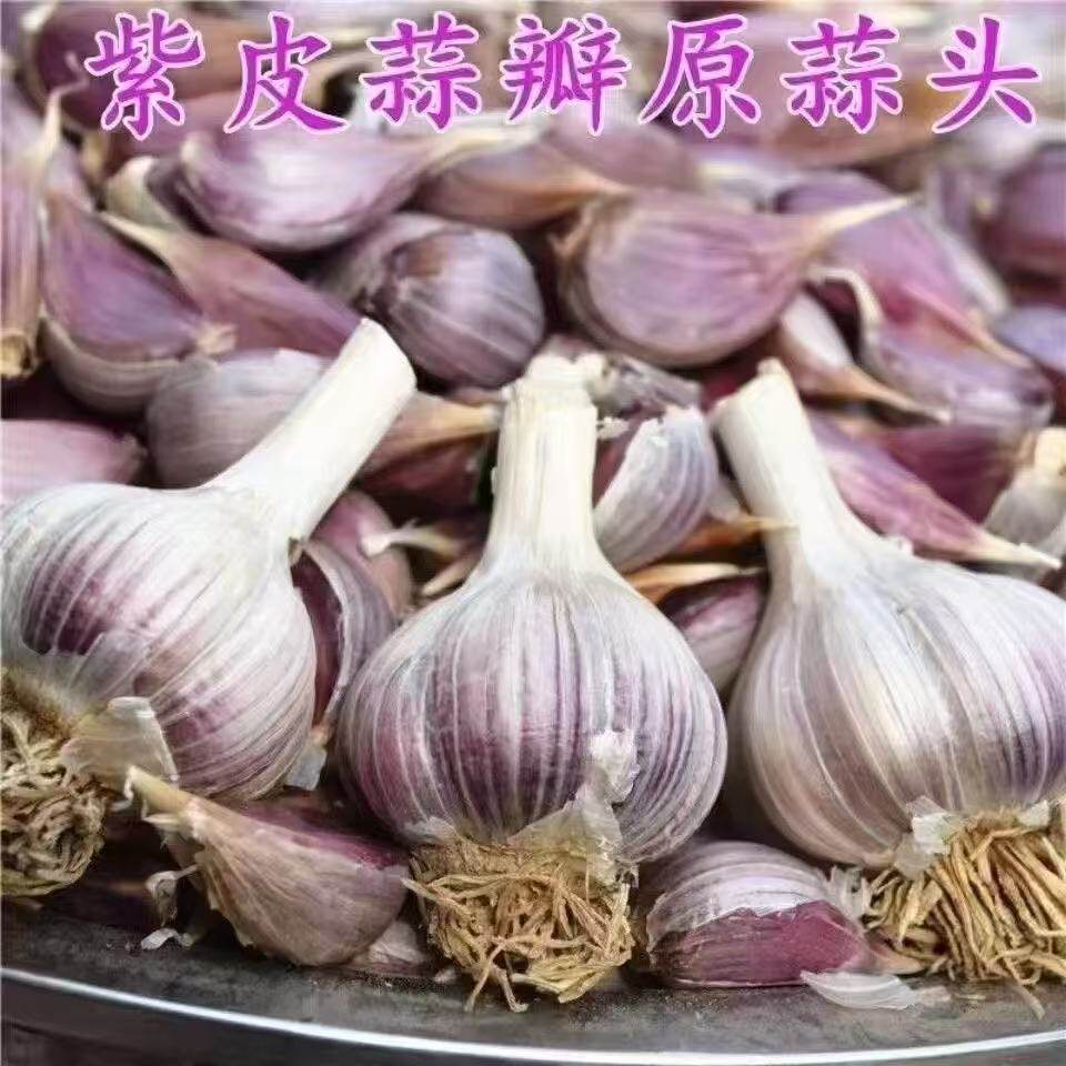 四川黄皮紫皮大蒜种子优质干蒜瓣可吃可种植农家新大蒜种籽