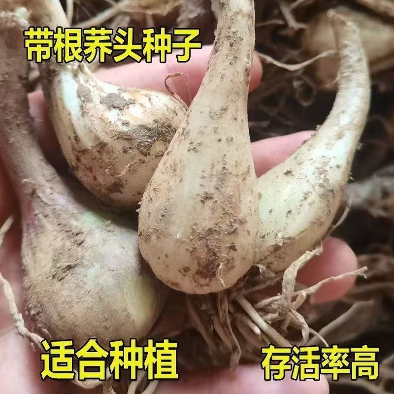 新鲜荞头带根藠头种子现挖江西教头种大个叫头农家自种蔬菜种苗
