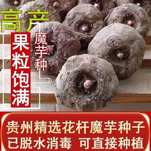 正宗一二代花魔芋种子贵州基地高产新鲜大个小苗魔域种种植