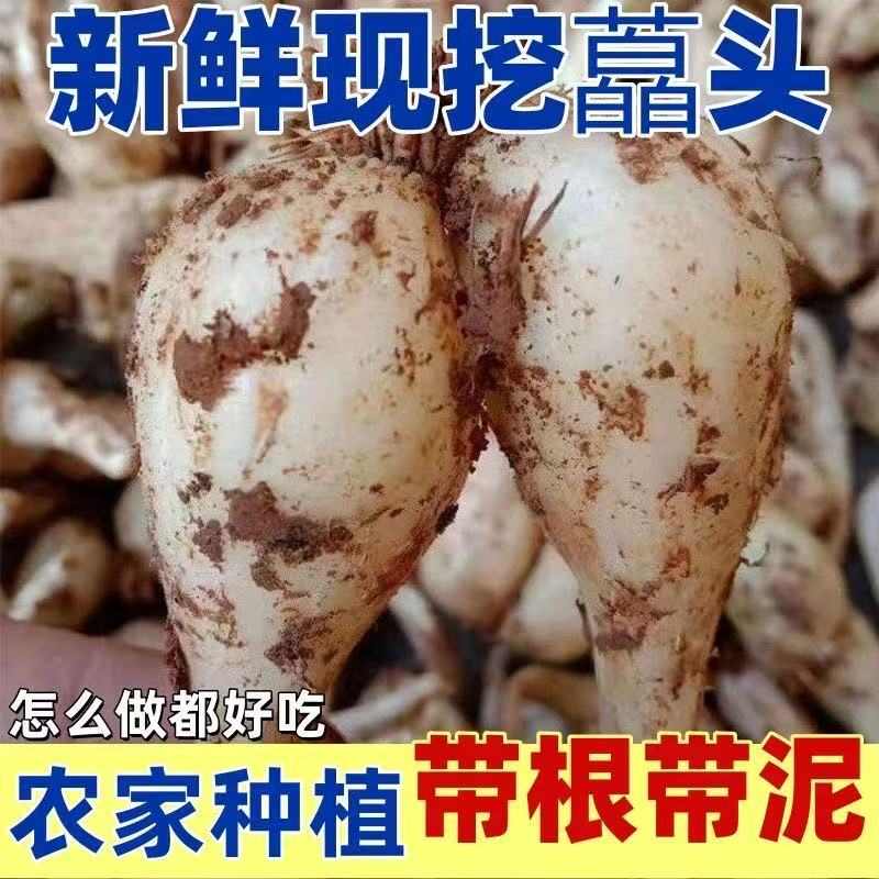 江西高产荞头种子新鲜带根须