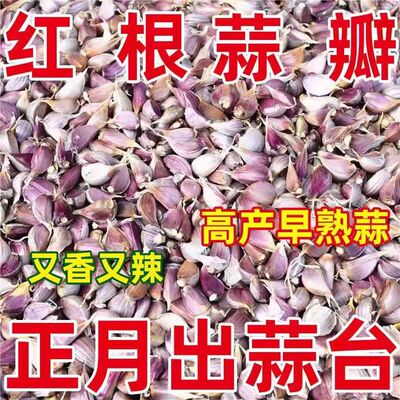 2026正宗紫皮红根蒜瓣粒种子四川香蒜苔蒜手工剥四季硬叶种批发