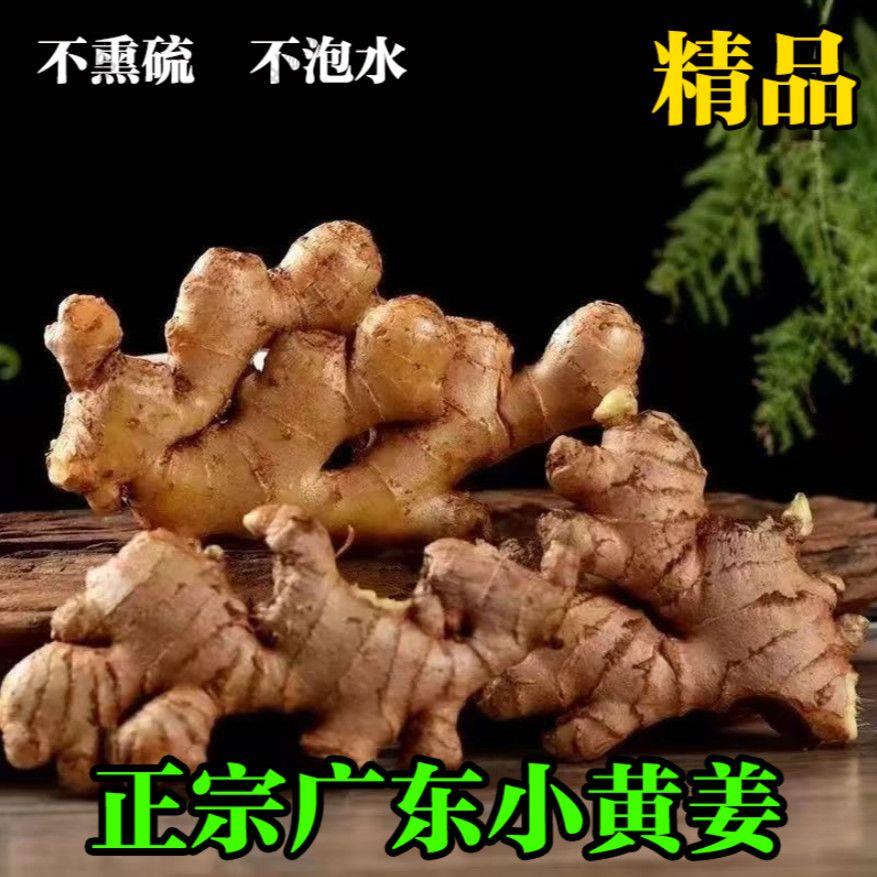 正宗广东高山小黄姜月子姜农家新鲜老姜批发姜撞奶竹丝姜生姜商用