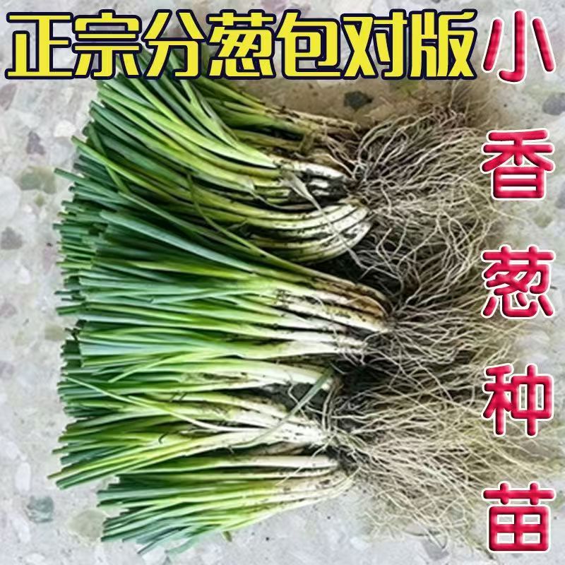 贵州农家露天现挖四季分葱苗