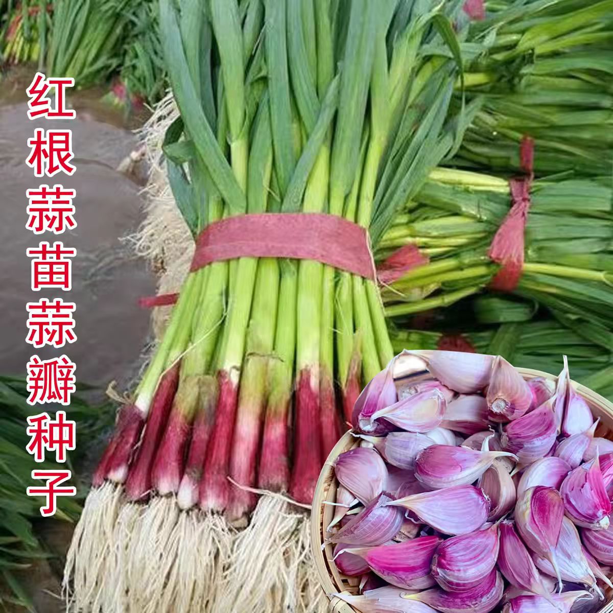 2026红根蒜苗种子四川香蒜硬叶蒜苗连续种植四季阳台盆栽蔬菜种籽