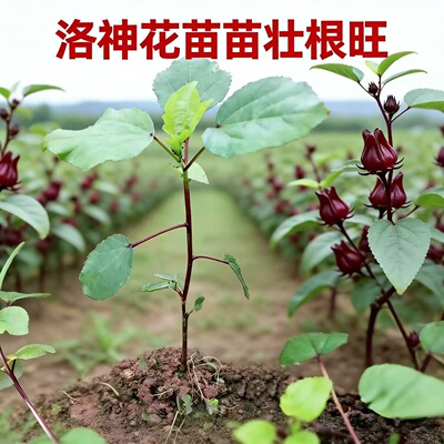 红桃k苗洛神花苗大苗壮苗洛神花树苗当年开花泡酒泡水锦葵