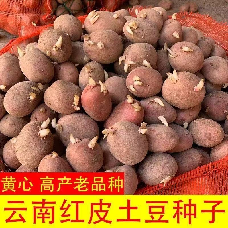 正宗红皮黄心土豆种苗马铃薯老种高产种植土豆苗早熟黄皮发芽土豆
