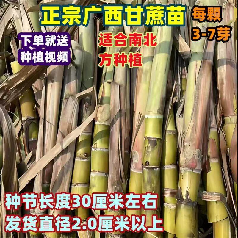 黄金甜甘蔗苗种子广西黑皮黄皮带芽南北方种植盆栽易种水果种苗