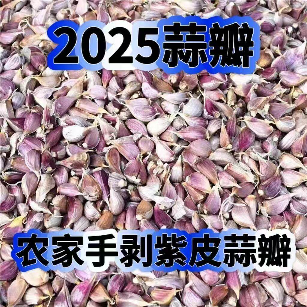 红皮大蒜香蒜出蒜苔本蒜薹蒜苗吃蒜苔的蒜种正宗紫皮大蒜种子