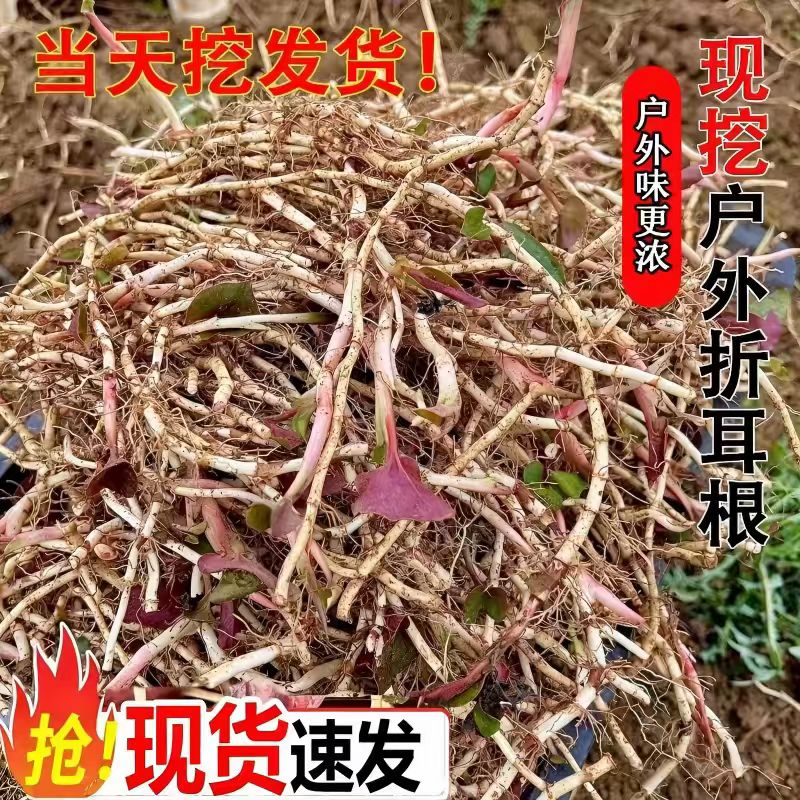 新鲜折耳根带泥嫩根凉拌火锅