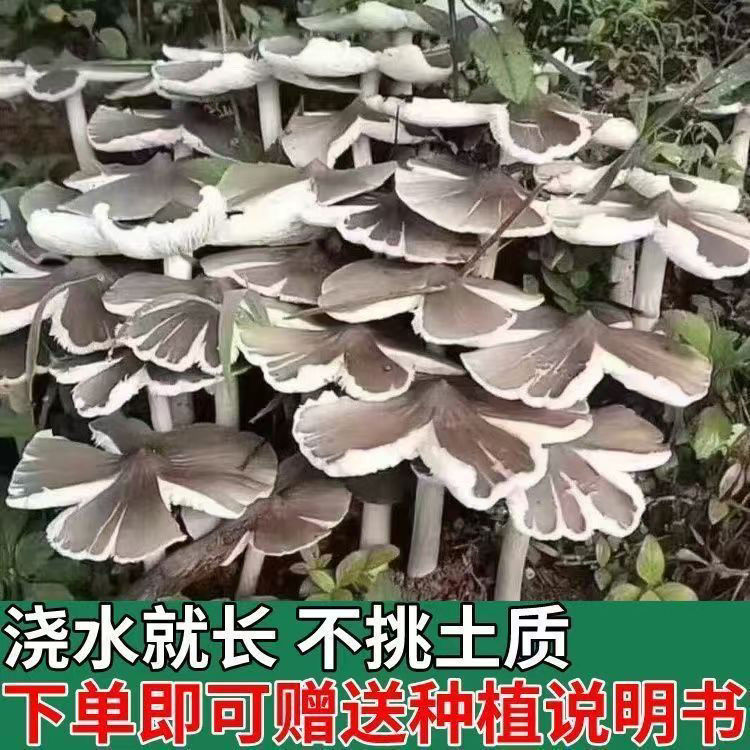 鸡枞菌草包高产菌伞把菇