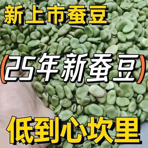 耐寒早熟绿宝蚕豆种子中粒高产七星罗汉豆春秋冬季播种胡豆种