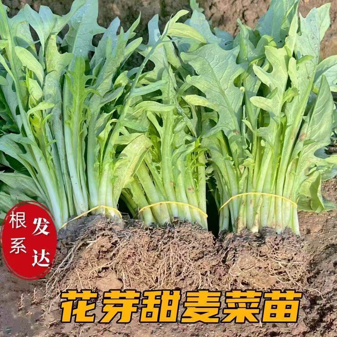 正宗博白甜麦菜秧苗白梗软口脆甜花芽菜反复采摘阳台盆栽易种植