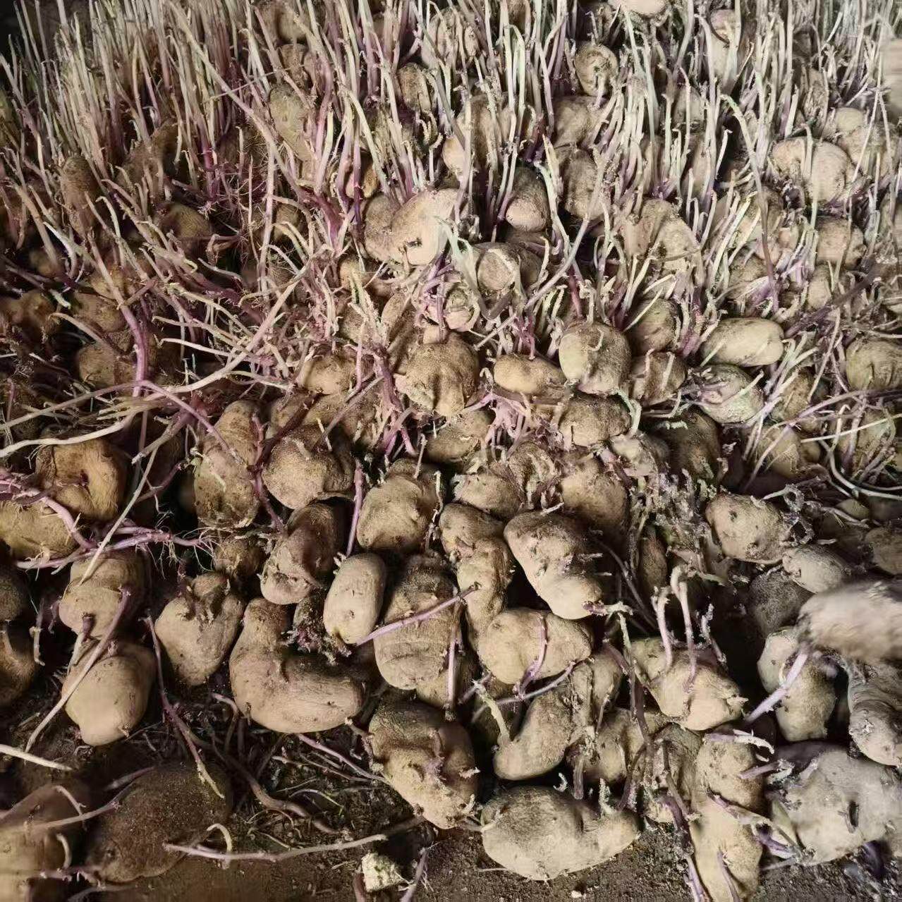 云南老干巴洋芋腌巴洋芋贵州特产昭通老品种憨包土豆奄瘪老土豆